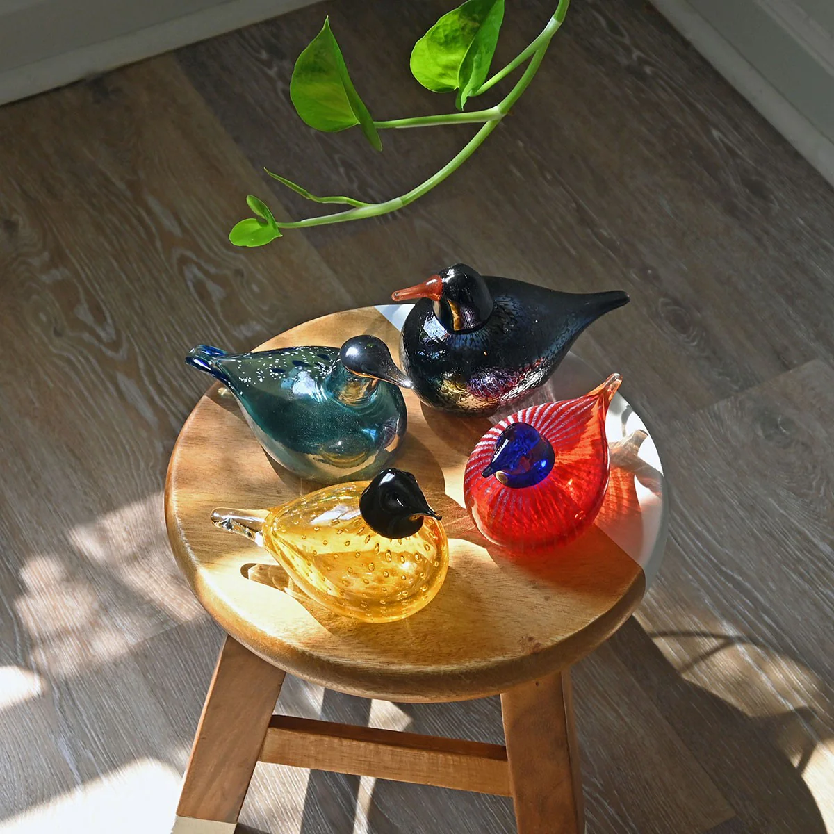Bianco Blu American Red Willow Bird - Image 5